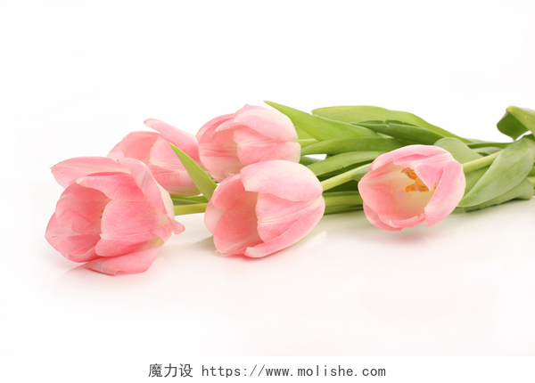 白色背景上一支粉红郁金香粉色的花